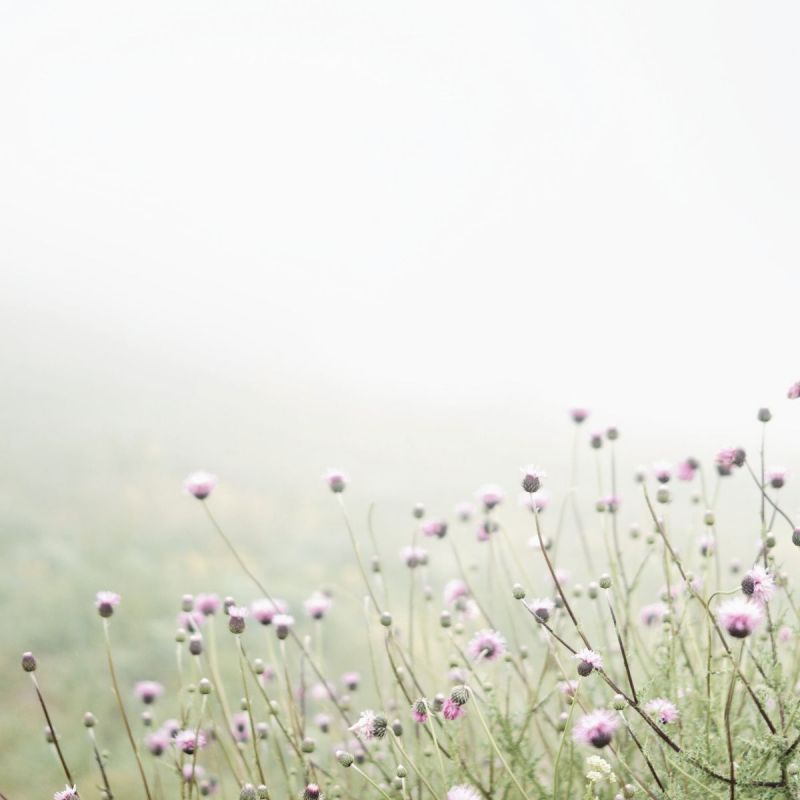Blumen im Nebel - Gesprächstherapie bei Überforderung