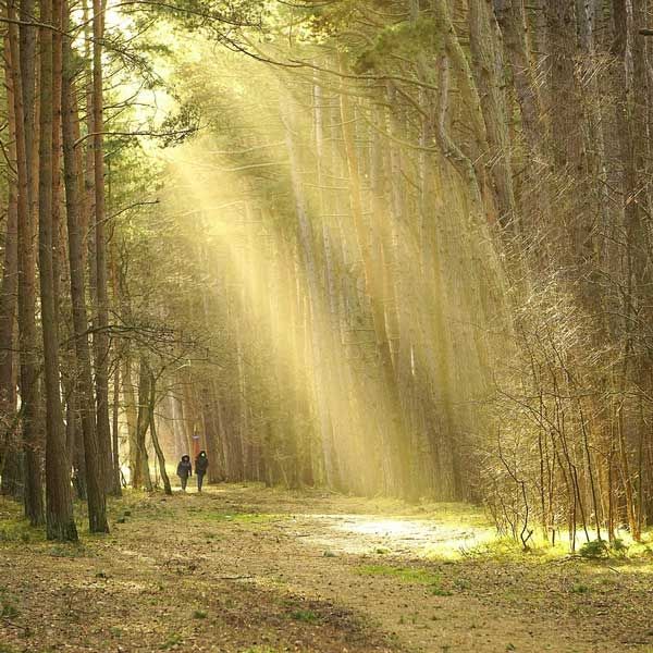 Therapiegespräch bei einem Spaziergang durch den Wald