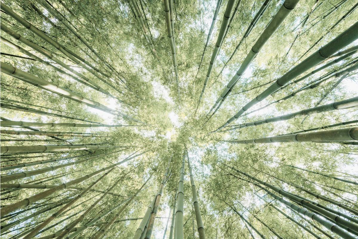 Blick nach oben in einem Baumbuswald